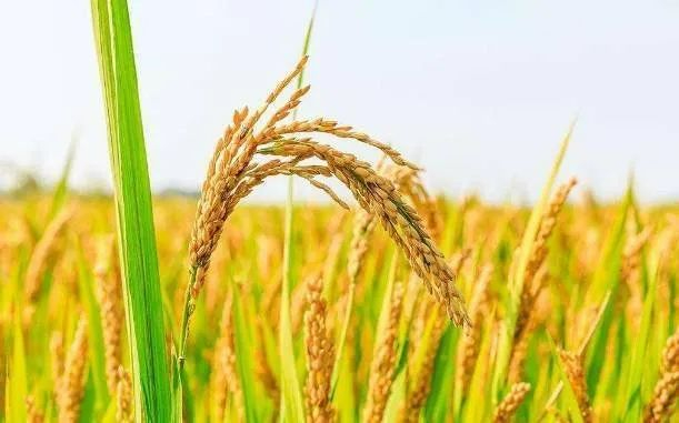 诺贝尔智库开展“湖南水稻种业新体系课题”调研
